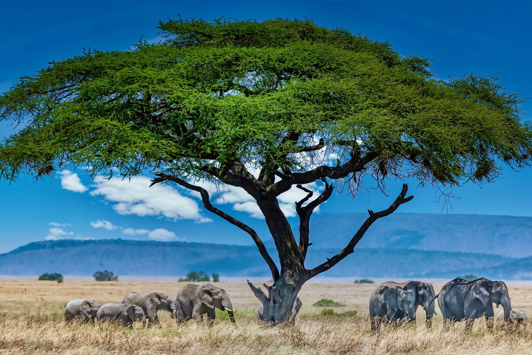 6-Night Safari Tour