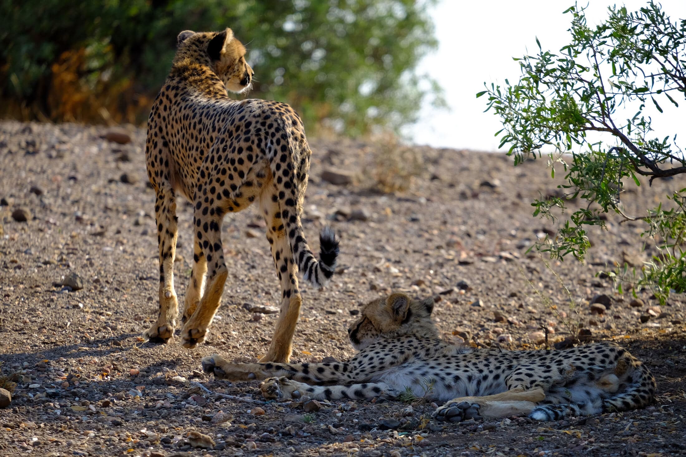 Serengeti Lodge Safari